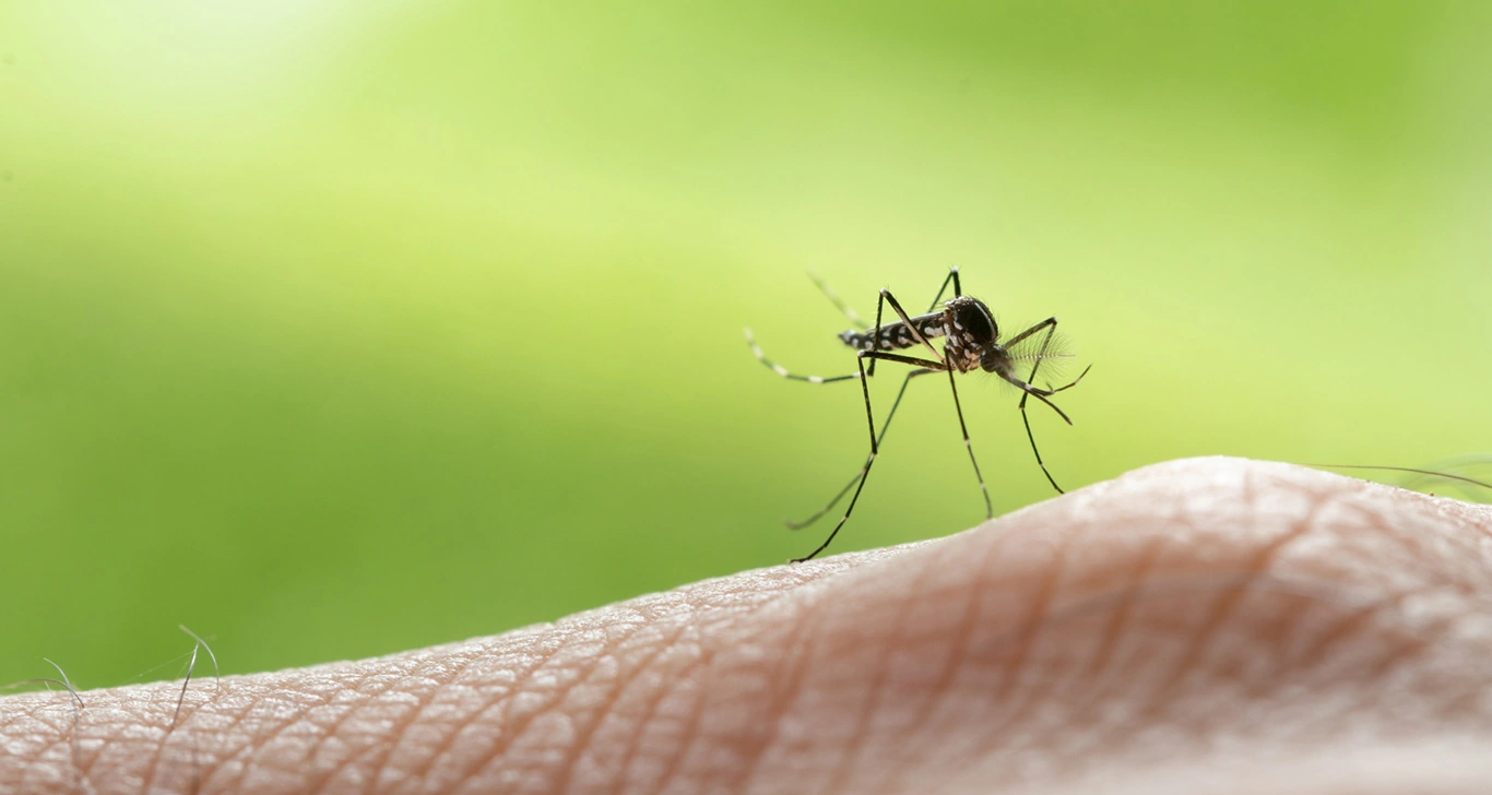 protege a tu familia del dengue