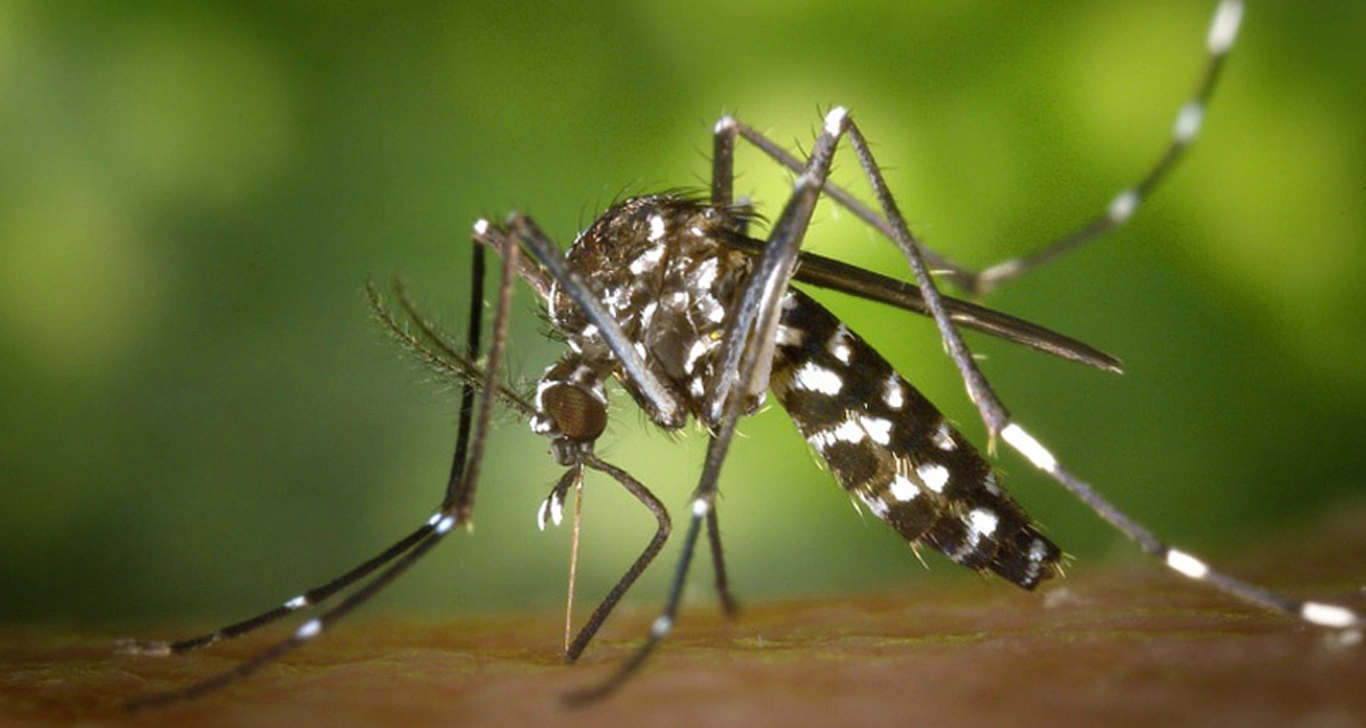 fumigación contra mosquitos