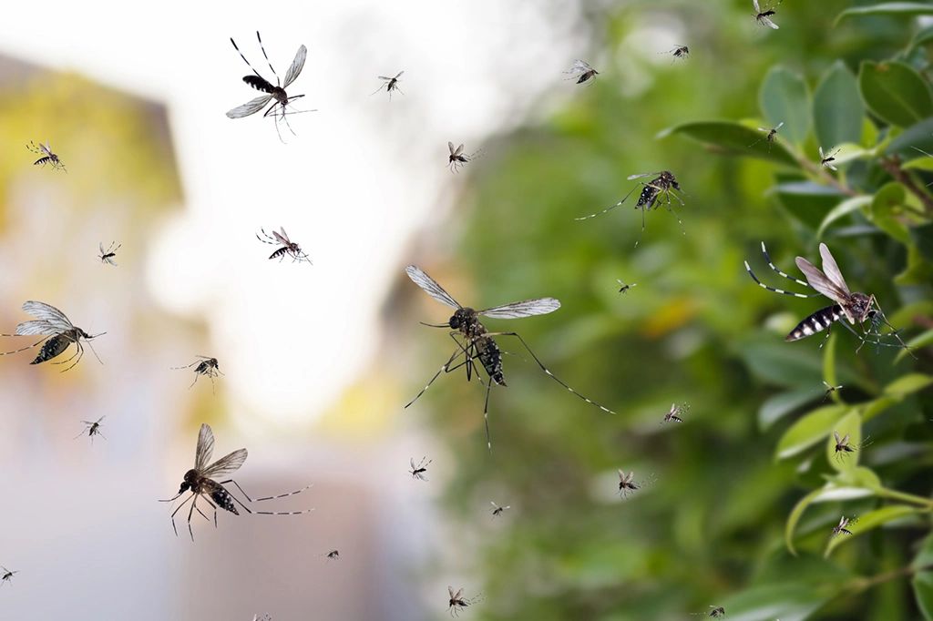 fumigación contra mosquitos