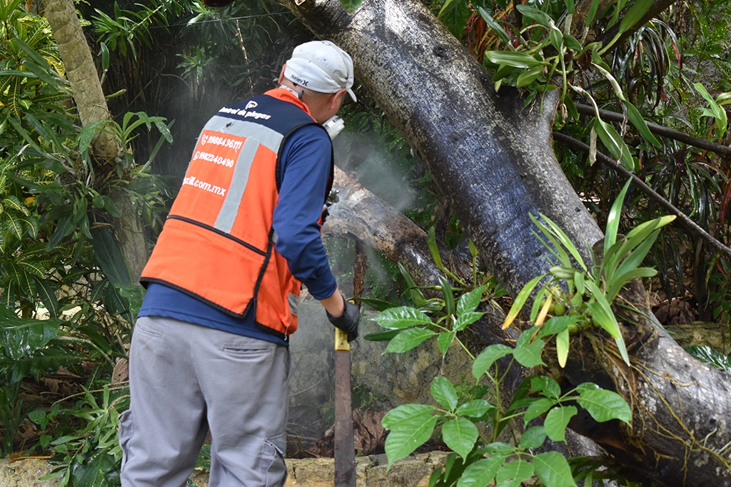 fumigación preventiva
fumigación correctiva